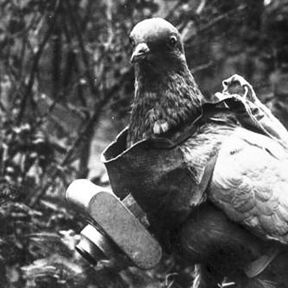 Pigeon Camera